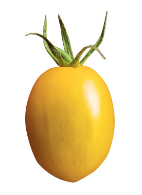 イエローアイコ｜アイコよりも甘めで、トマト特有の香りが控えめ。フルーティーな味わいが特徴です。